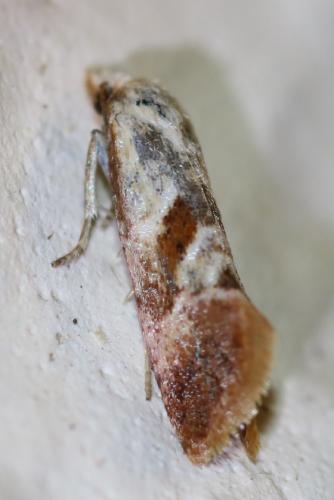 Falseuncaria sp.